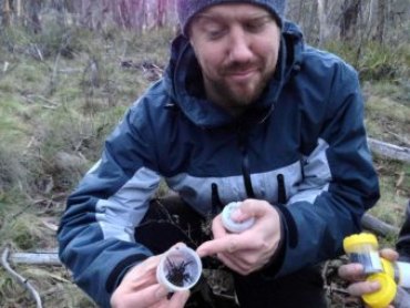 new funnel web spider found