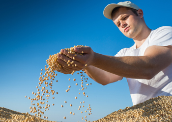 Soy beans, from which tofu is made, is a healthy source of protein. Photo: Shutterstock
