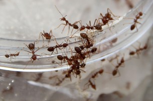 The ants' love of beer will be used against them Photo: Getty