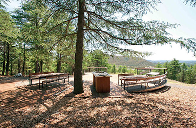 The Himalayan cedar forest