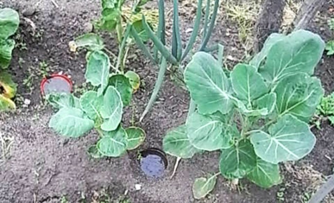 What your "beer garden" should look like.