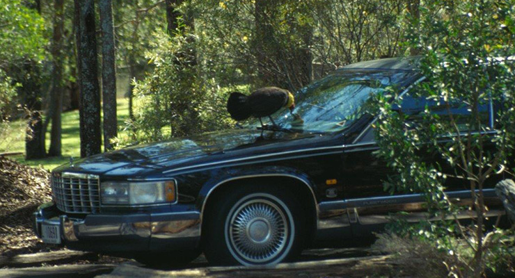 Brush turkey attacl