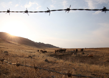 cattle