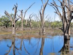Number of properties across the Murray–Darling Basin has halved.