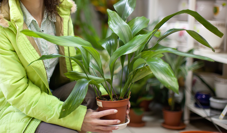 shutterstock_117967519