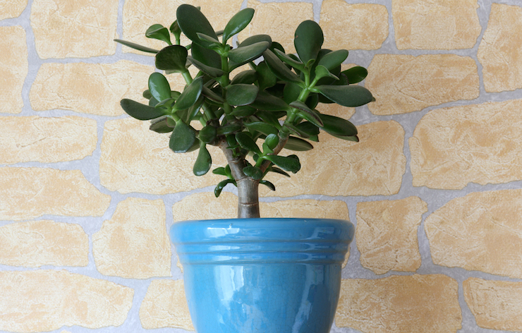 shutterstock_127969895