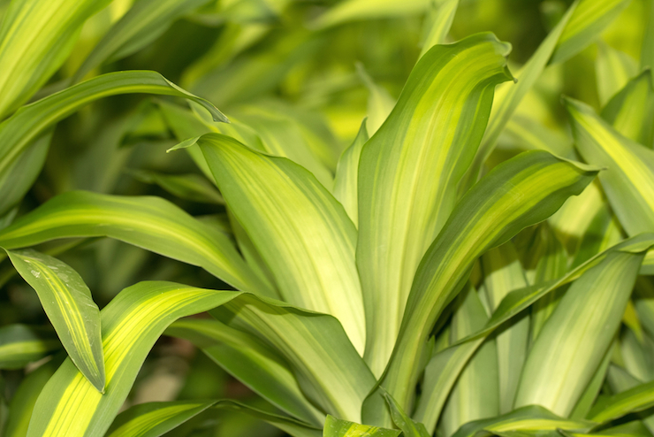 shutterstock_317055278