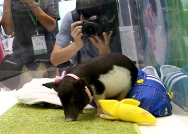 The genetics firm wants to use pet pigs to fund other research. The RSPCA is furious.