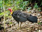 Brush Turkey