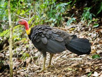 Brush Turkey
