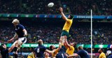 wallabies2