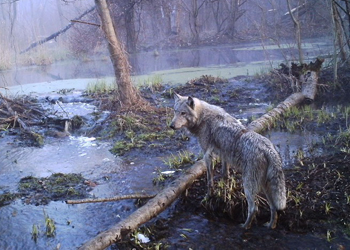 chernobyl wolf