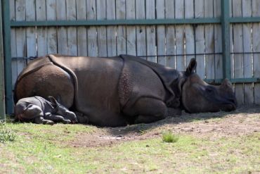Mother Amala is very protective of her first-born. Photo: ABC