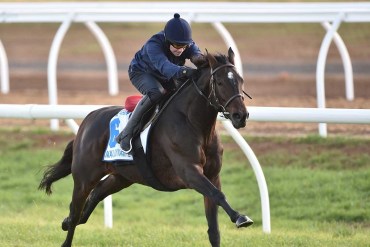 Max Dynamite has a gallop at Werribee. Photo: AAP