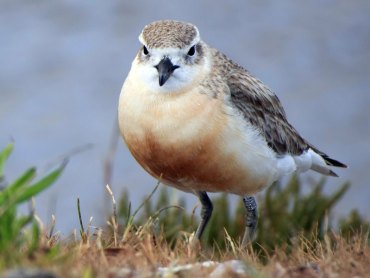 New_Zealand_Dotterel