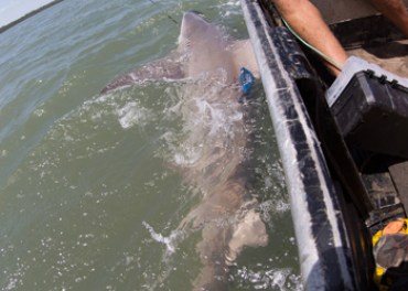 adult speartooth sharks