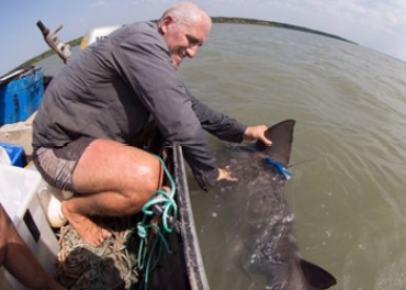 adult speartooth shark