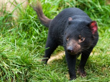 The Save the Tasmanian Devil program was established to boost Tasmanian populations. Photo: Getty 