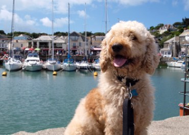 Labradoodle dog