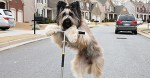 dogonscooter