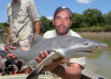 juvenile speartooth shark