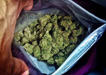 marijuana