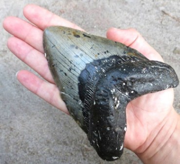 Local media reported this as one of the washed up Megalodon teeth.