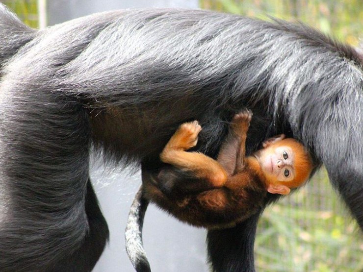 monkeyclinger