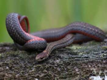 Doctors say it's important to stay calm if a snake bites you. Photo: Getty