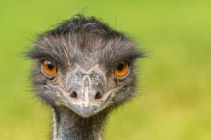 No one knows where the emu came from. Photo: Shutterstock