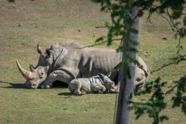southern white rhino
