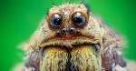 spider-edm2