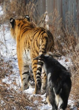 tiger and goat