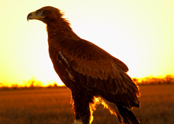 wedge-tailed eagle getty