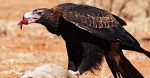 wedge-tailed-eagle-edm
