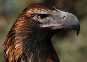 wedge tailed eagle