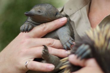 Keepers won't know the puggle's gender four a couple of years. Photo: ABC
