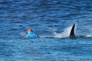 Mick Fanning shark