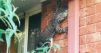 goanna-edm