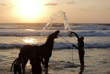 horsebeatiality