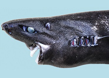 ninja shark