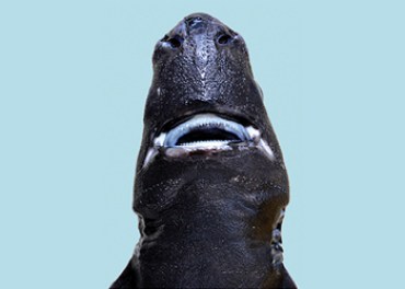 ninja shark teeth