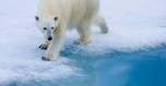 polar-bear-edm