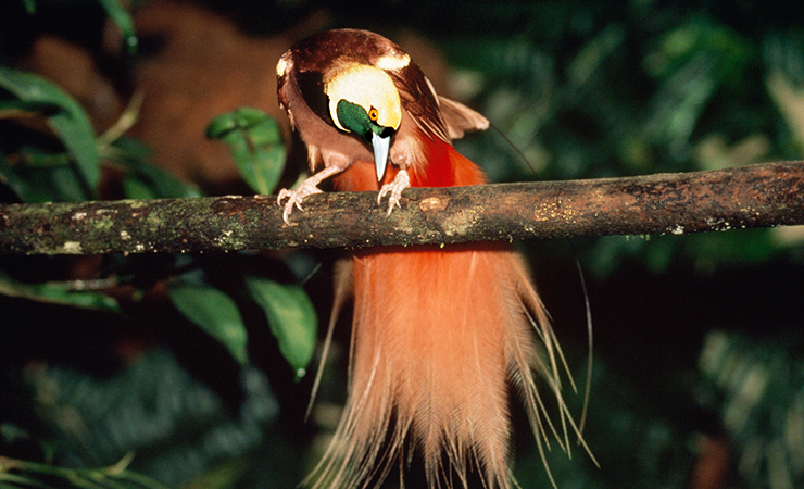 birdofparadise