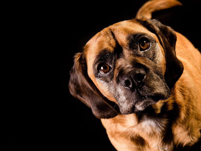Even family pets are photographed – captured from their best side, of cou