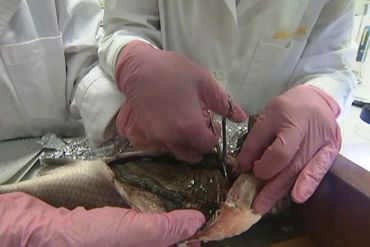 microbeads fish