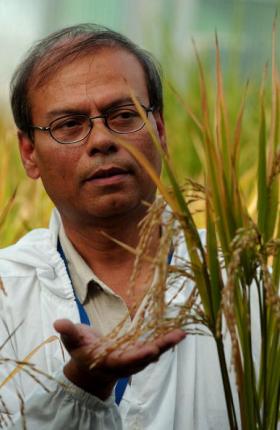 Golden rice plants offer an impressive solution to world hunger. Photo: Getty