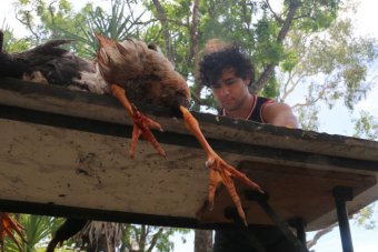 Magpie geese being plucked, ready for export from the Northern Territory. Photo: ABC