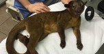 kinkajou-edm