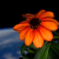 space-flower